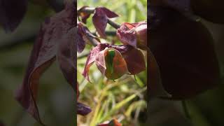 euphorbia bracteata nature naturephotography [upl. by Mansfield]