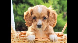 Cocker Spaniel Puppies for Sale [upl. by Leblanc]