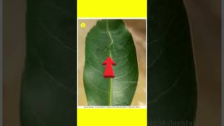 ഇങ്ങനെയും ജീവികൾ  3 camouflage animals😱  unknown facts  facts Malayalam shorts ytshorts [upl. by Leddy]