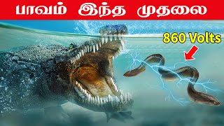 யார் என்று தெரியாமல் மின்சார மீனை கடிக்க சென்ற முதலை  Electric Eel Vs Crocodile  Minutes Mystery [upl. by Adlih]