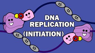 DNA REPLICATION 13  INITIATION [upl. by Notlek]