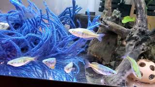 Boesemani Rainbow Fish Breeding and Fry rearing setup [upl. by Katalin]