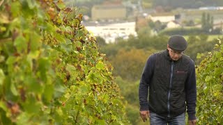 Vendanges  une baisse de rendement mais maintien de la qualité au domaine de Cézin [upl. by Anitsahs767]