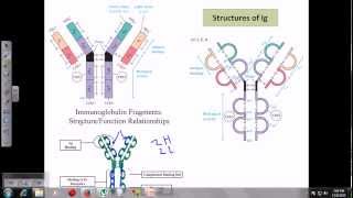 Immunoglobulins [upl. by Flory]