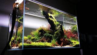 90cm Nature aquarium  Prodibio Interzoo by Balbi [upl. by Arahk255]