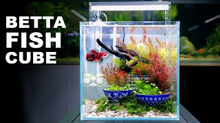 Aquascape Tutorial IKEBANA BETTA FISH Cube Aquarium How To Full Step By Step Planted Tank Guide [upl. by Tigram]