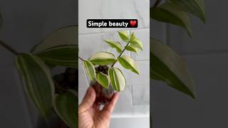 Tradescantia Fluminensis Variegata ♥️ shorts plants simple beauty subscribe [upl. by Cottle]