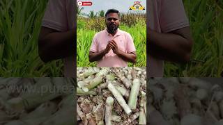 குட்டை நேப்பியர் தீவனப் பயிர் உற்பத்தி small grass animals crop agriculture farming organic [upl. by Vani]