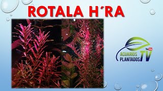 Rotala hra [upl. by Paton]