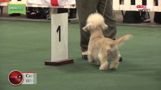 National Terrier 2017  Best Puppy in Show [upl. by Ramon]