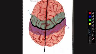 Cerebral cortex and Homunculus Textbook [upl. by Eelinej]