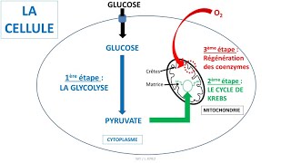 Respiration cellulaire  glycolyse cycle de Krebs coenzymes NAD et chaîne respiratoire [upl. by Morez541]