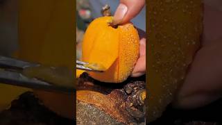 Some Tasty fruit videos shorts fruit nature [upl. by Essy]