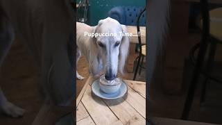 Saluki Cafe Visit saluki sighthound dogshorts dogstagram dogsofinstagram [upl. by Niltag]