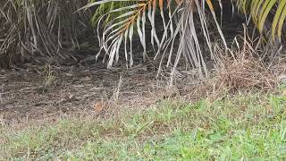 Little Wattlebird fledgeling Hervey Bay Qld [upl. by Saberio]