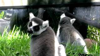 Ringtailed lemurs with mirror [upl. by Piane]