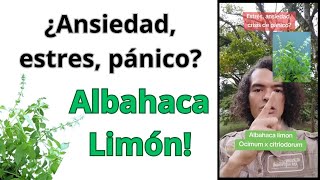 ¿Ansiedad estres panico Albahaca limon u Ocimum x citriodorum [upl. by Earvin294]