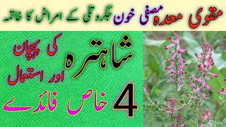 Shahtra Ki Pehchan Aur Istamal  Common Fumitory Health Benefits  Shahtra Ke 4 Khas Fayde [upl. by Orban]