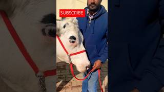 super cow Jolly dairy farm animals cow love cow kg 45 milkfed [upl. by Rozalin]