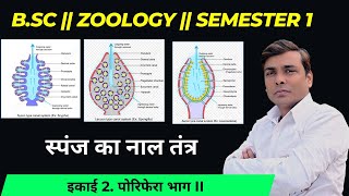 CANAL SYSTEM OF SPONGE  स्पंज का नाल तंत्र  PORIFERA PART II PO B sc zoology semester 1 [upl. by Hermie]