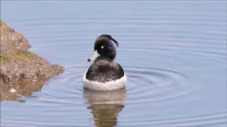 Breeding Blackheaded Gulls and BlackNecked Grebes at Woolston Eyes in May 2019 [upl. by Yorgen]