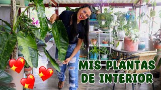 Tour por todas mis bellas plantas de interior │Candy Bu [upl. by Clovis]