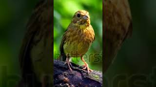 Yellowhammer bird flying [upl. by Weiser355]