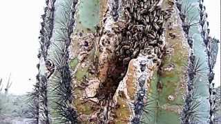 Beehive in Saguaro cactus [upl. by Conners]