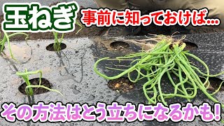 【玉ねぎ】植えた後にこれを気をつけないと『とうだち』になるかもしれません 植える前にも注意 [upl. by Nrobyalc141]