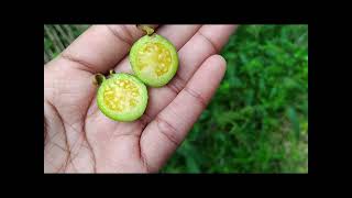 Sour Guava  Psidium guineense Flower vlogs [upl. by Ivetts]