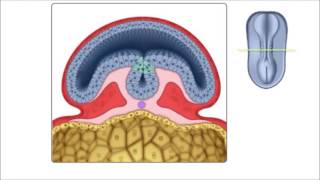 Neurulação em português  Terceira semana do desenvolvimento embrionário [upl. by Emerson]