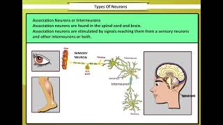 Types of Neurons  Types of Neurons and their functions [upl. by Ssyla749]