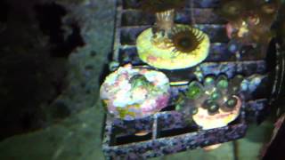 Do Asterina starfish eat Zoanthids Heres proof they do [upl. by Debi]