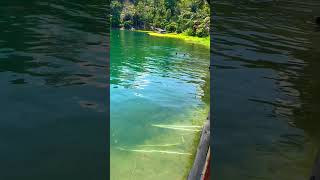 Wild Cichlids at Toba Lake North Sumatra [upl. by Drhcir]