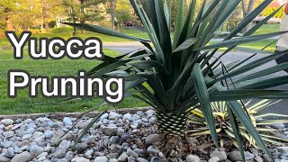 How to prune yuccas [upl. by Freya]