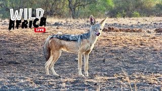 Watch The Incredible Wildlife  Wild Africa LIVE [upl. by Attiuqehs]