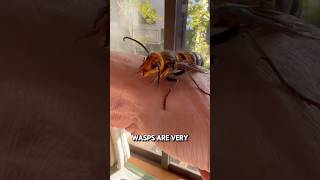 Why do humans love bees 🐝 and hate waps and hornetsknowledge video bees shots nature hornet [upl. by Uhayile330]