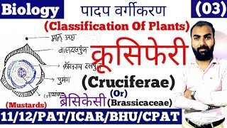 MPPAT  ICAR  CGPAT  CPAT Cruciferae Family  Brassicaceae Family  Brassicaceae floral formula [upl. by Amsab]