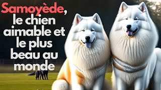 Découvrez La Race De Chien Samoyède La Plus Aimable Et La Plus Belle Au Monde [upl. by Aseret225]