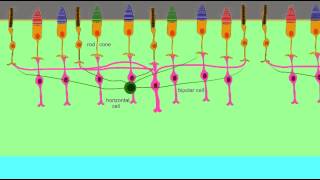 CELL LAYERS OF THE RETINA [upl. by Ojadnama70]