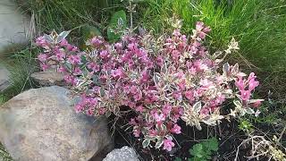 Garden plants update weigelas columbines [upl. by Enelrad84]