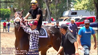 🔥El Charly Vs Camello 🐪 🔥 Hipodromo Tonala JAL [upl. by Raf]