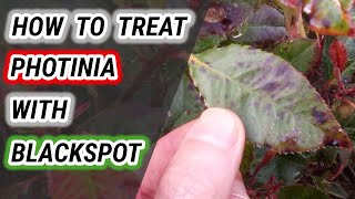 How To Treat Red Tip Photinia With Black Spot Tips You NEED To Know [upl. by Sobmalarah]