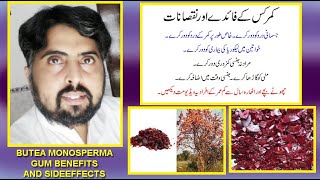 kamarkas kay fayday aor nuqsanatbutea monosperma tree gum benefits and sideeffects by jolly azeem [upl. by Mode]