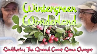 Wintergreen Wonderland  Gaultheria The Ground Cover Game Changer [upl. by Akinej]