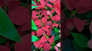 All about poinsettia plant poinsettia ytshorts nature winterplants [upl. by Warrin]