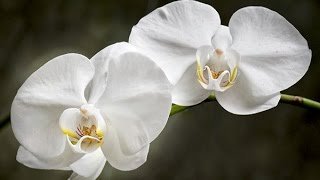 MOTH ORCHIDS  HOW TO GROW AND CARE FOR PHALAENOPSIS [upl. by Eyar]