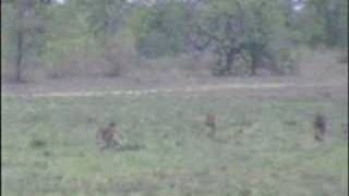 Baboons and Territorial Fight Nkorho 103107 [upl. by Lybis]