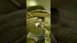 quotHow Snakes Smell and Sense Their Food The Chemistry Behind Itquot biologyfacts anatomy [upl. by Dari]