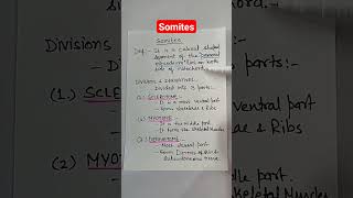 Somites and its derivatives  Embryology [upl. by Lraep]